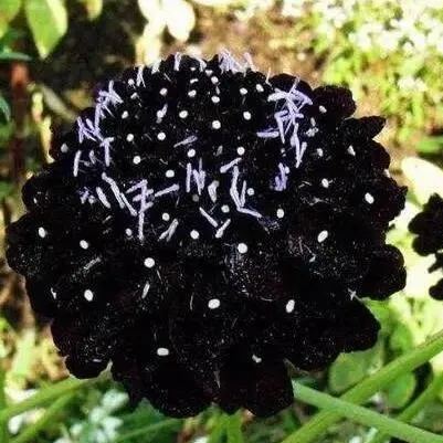 👸💘Sweet Scabious Seeds🌸