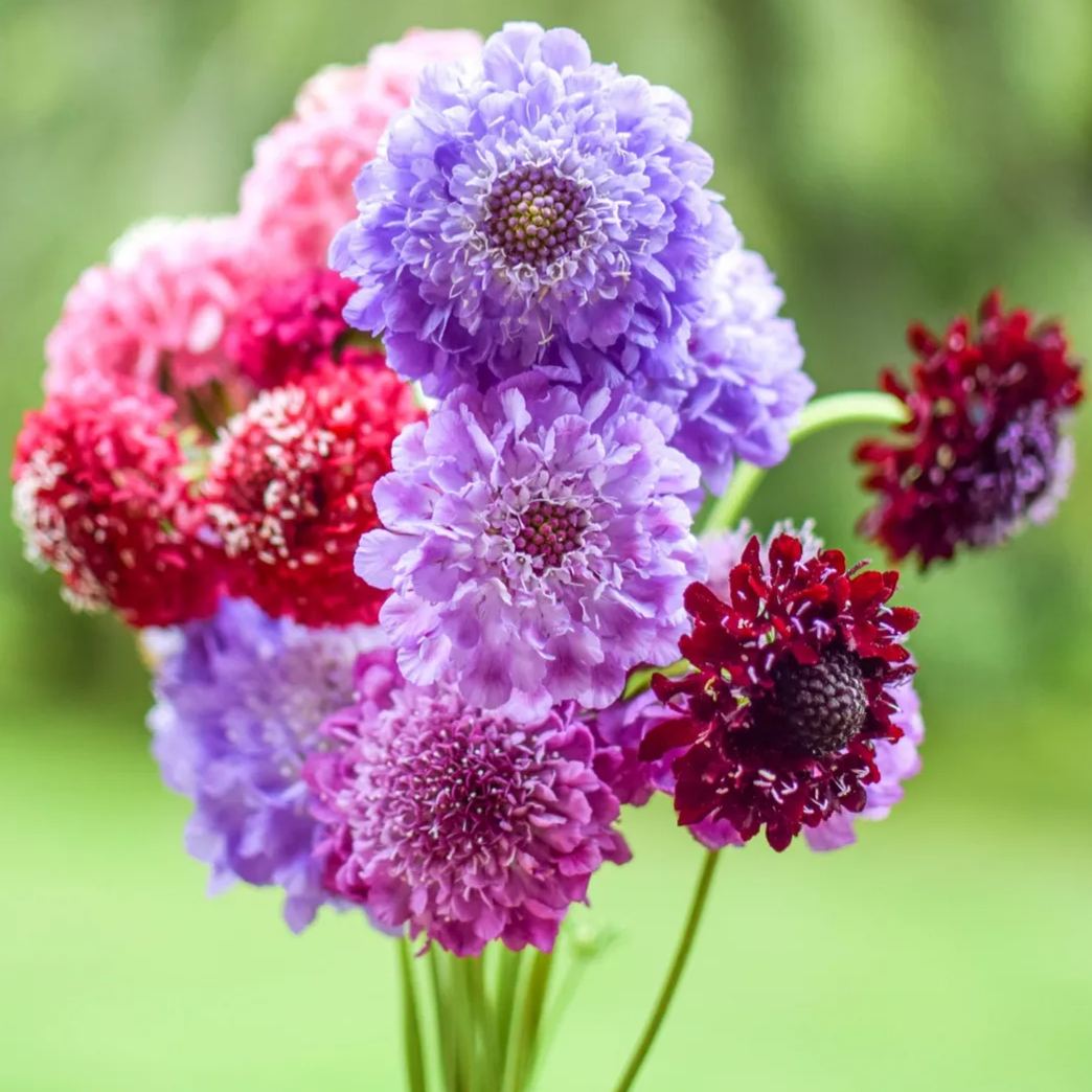 👸💘Sweet Scabious Seeds🌸