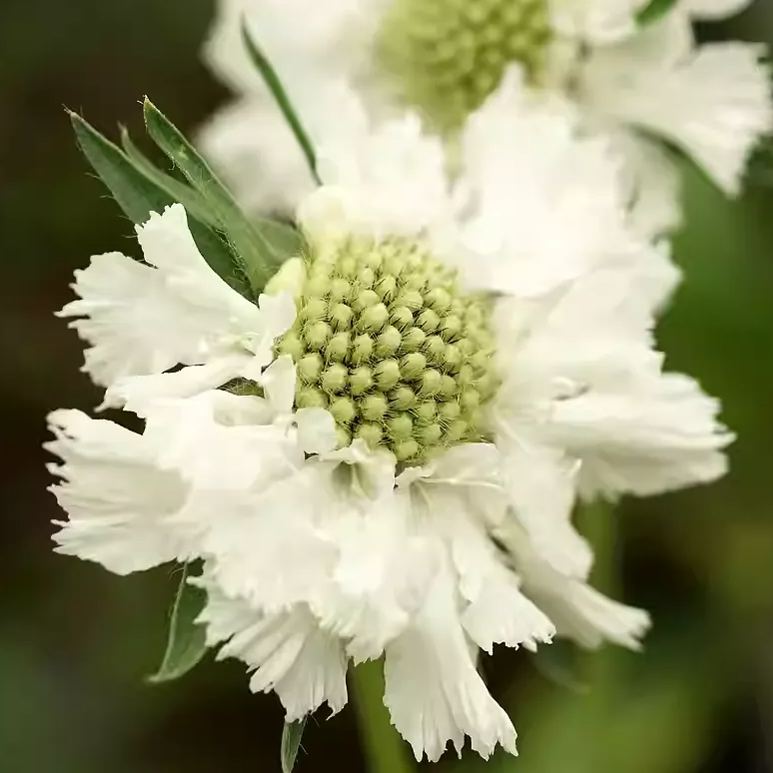 👸💘Sweet Scabious Seeds🌸