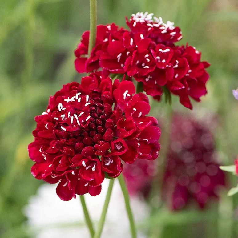 👸💘Sweet Scabious Seeds🌸