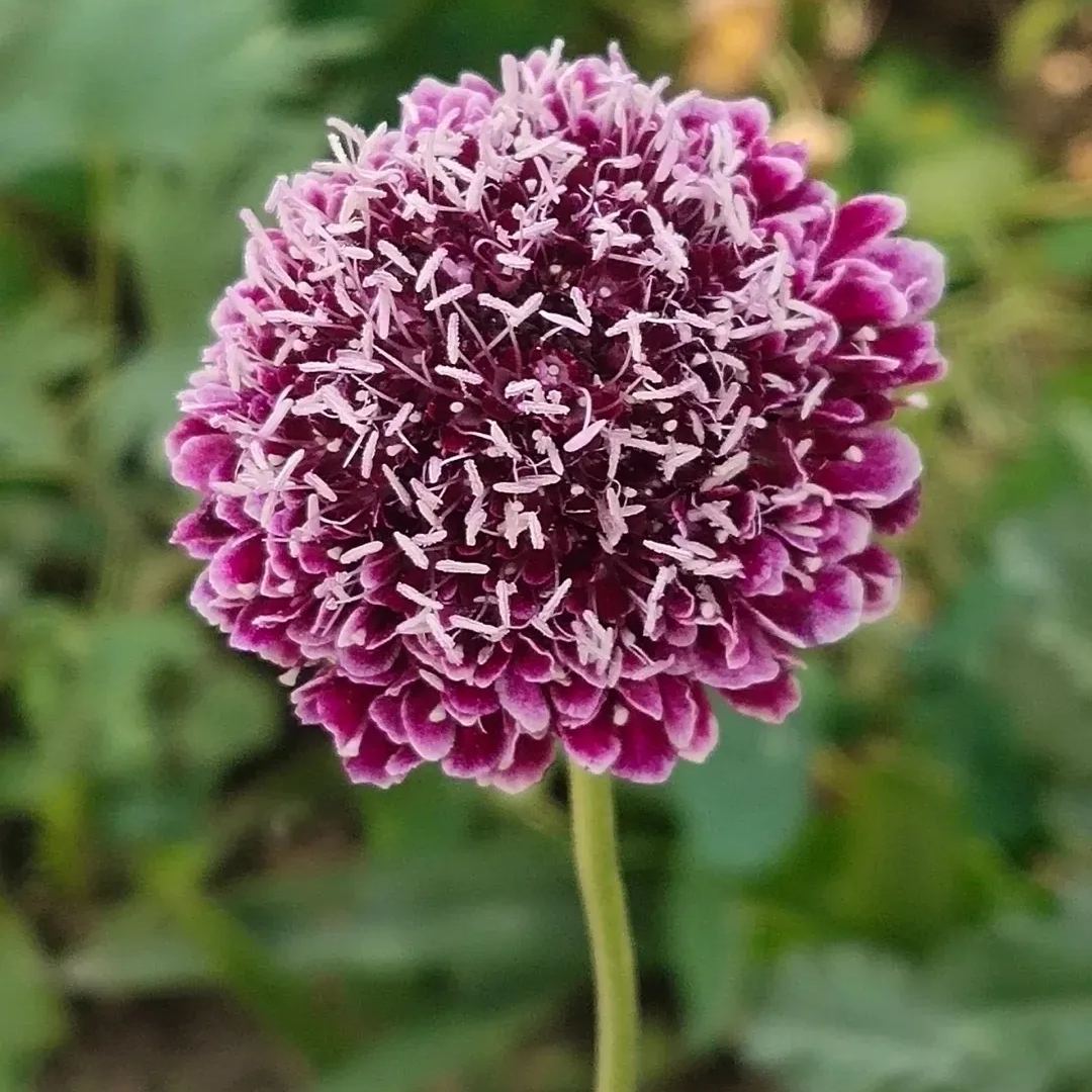 👸💘Sweet Scabious Seeds🌸