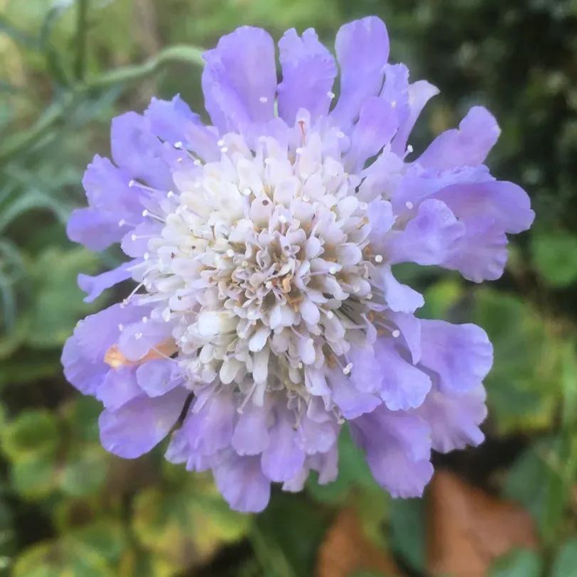 👸💘Sweet Scabious Seeds🌸