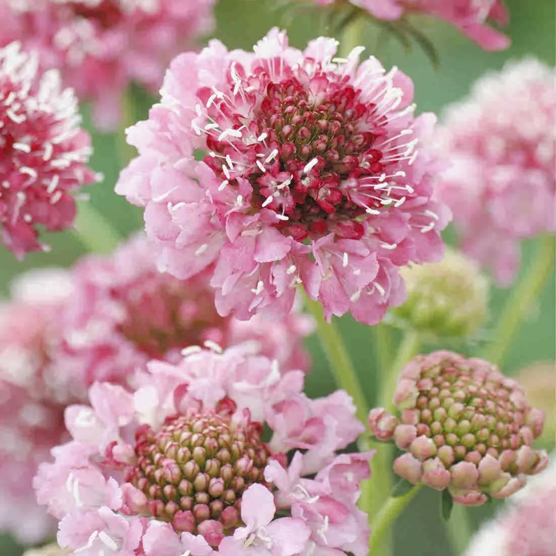 👸💘Sweet Scabious Seeds🌸
