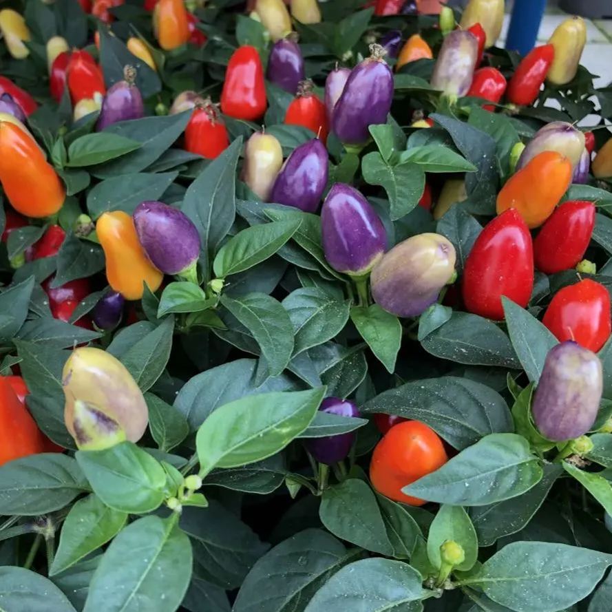 🌶️56% OFF💥🔥Colorful Hot Pepper Seeds🌈