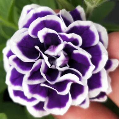 Rare Double Petunia Seeds