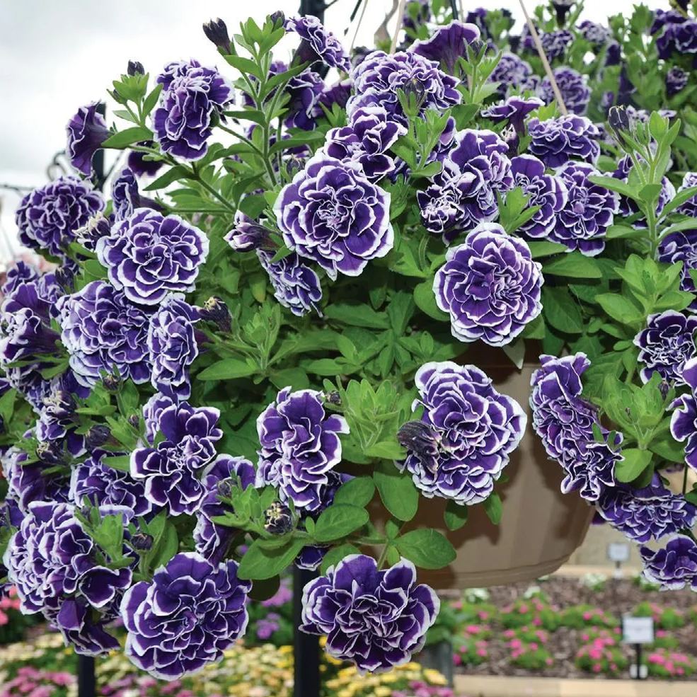 ✨🤩Hot Selling💐Rare Double Petunia Seeds