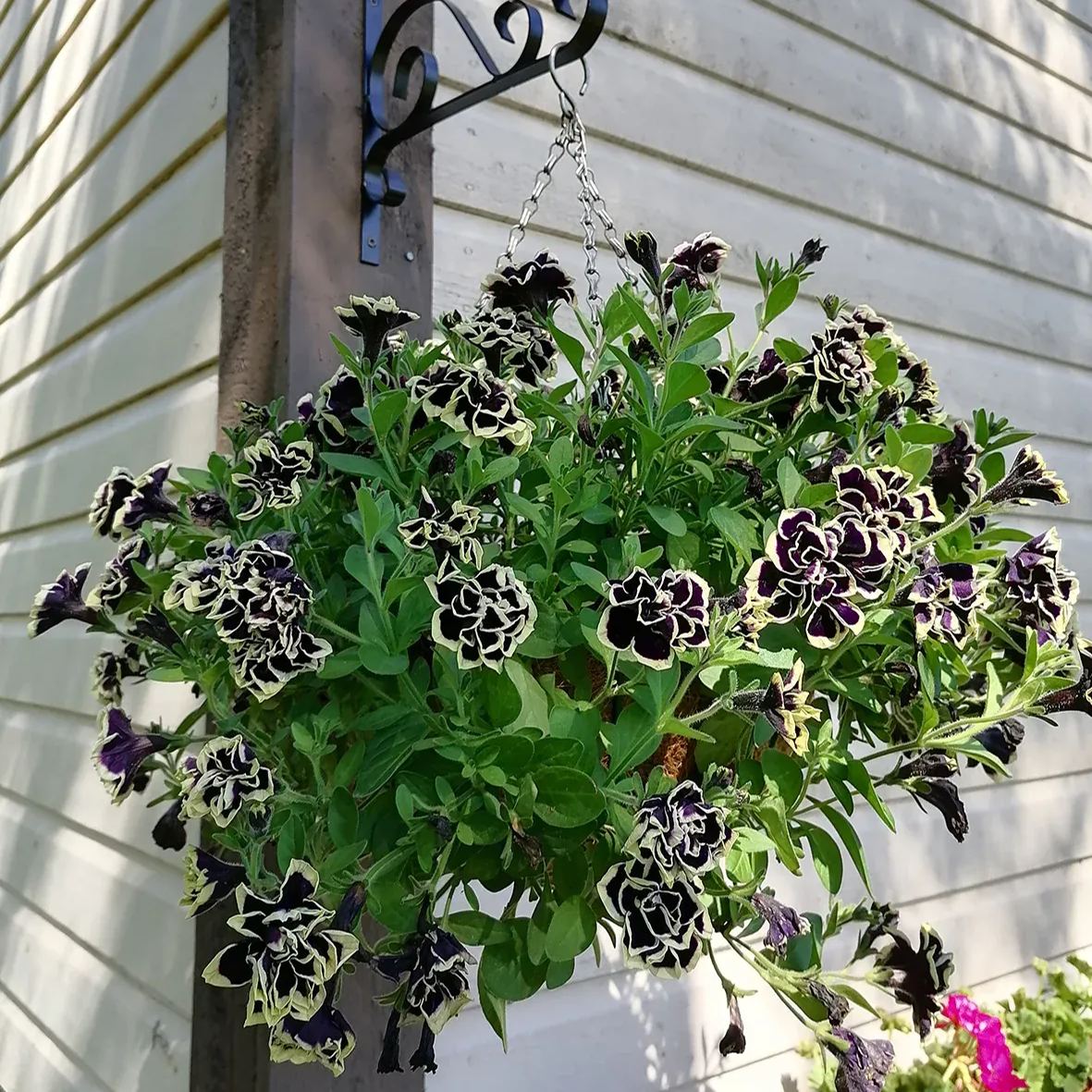✨🤩Hot Selling💐Rare Double Petunia Seeds