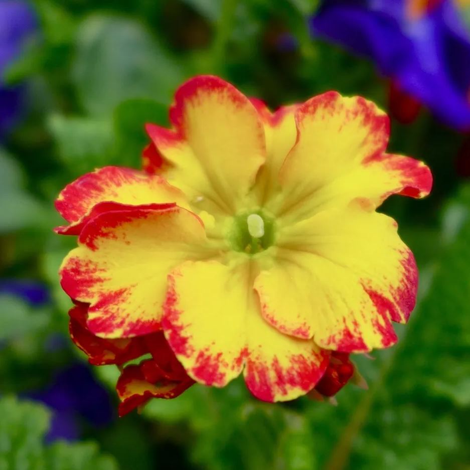 🔥56% OFF💜Primula seeds and cabbage seeds can be planted in all seasons