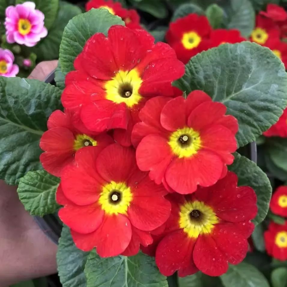 🔥56% OFF💜Primula seeds and cabbage seeds can be planted in all seasons