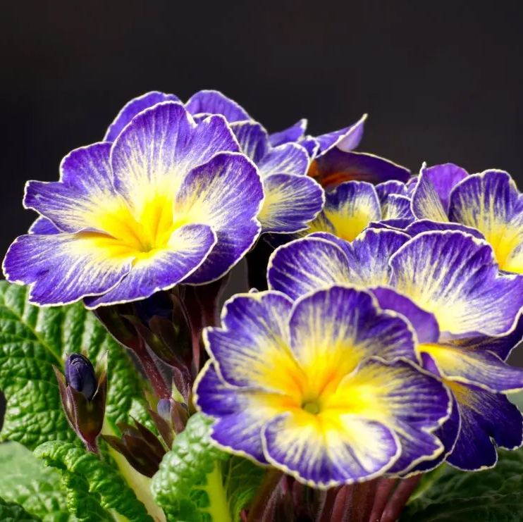 🔥56% OFF💜Primula seeds and cabbage seeds can be planted in all seasons