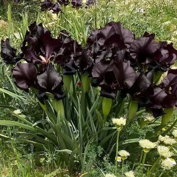 Siberian iris Roots -Black Flowered