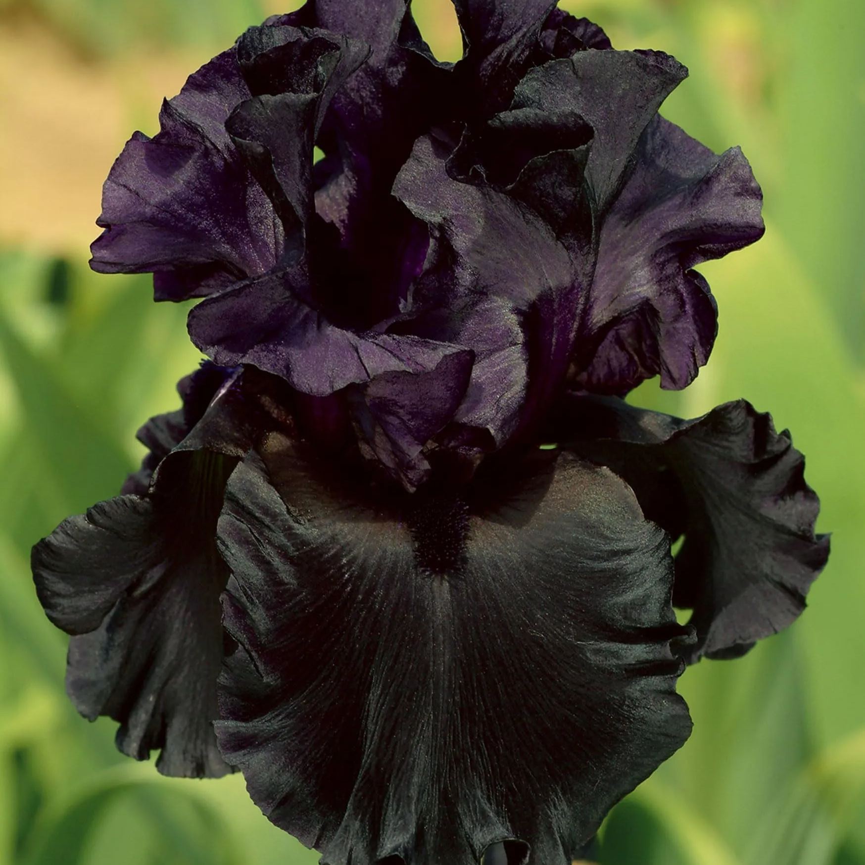 ✨Siberian iris Roots -Black Flowered🌼