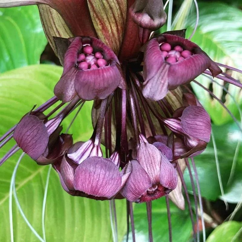 🎇🥳Hot Sale🦇Rare Bat Flower Seeds