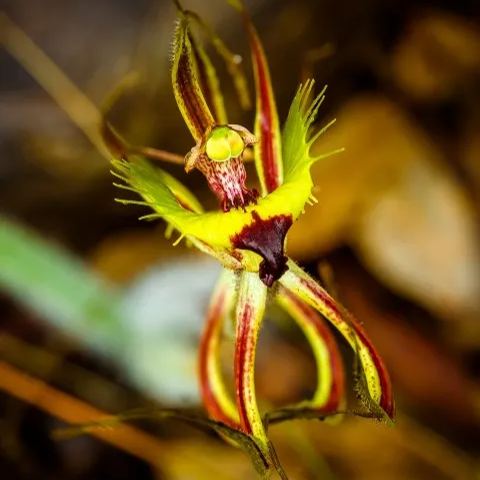 Egrow 20pcs/Bag Sementes Orchid Seeds Rare Flower Orchid Seeds For Home Garden Plants