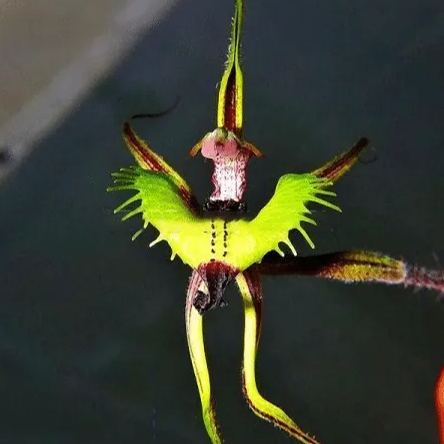 Egrow 20pcs/Bag Sementes Orchid Seeds Rare Flower Orchid Seeds For Home Garden Plants