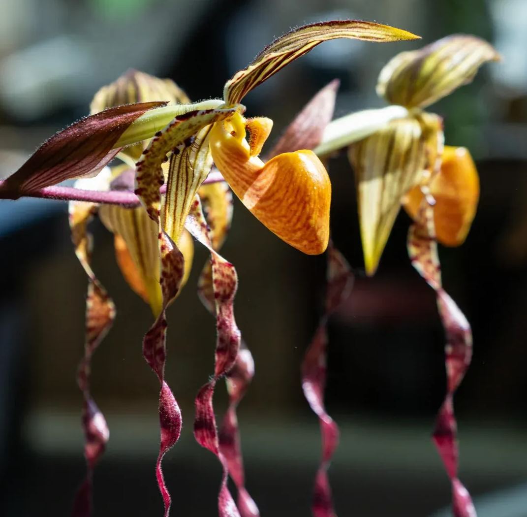 Egrow 20pcs/Bag Sementes Orchid Seeds Rare Flower Orchid Seeds For Home Garden Plants