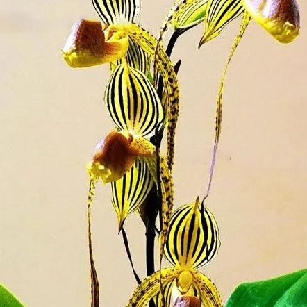 Egrow 20pcs/Bag Sementes Orchid Seeds Rare Flower Orchid Seeds For Home Garden Plants
