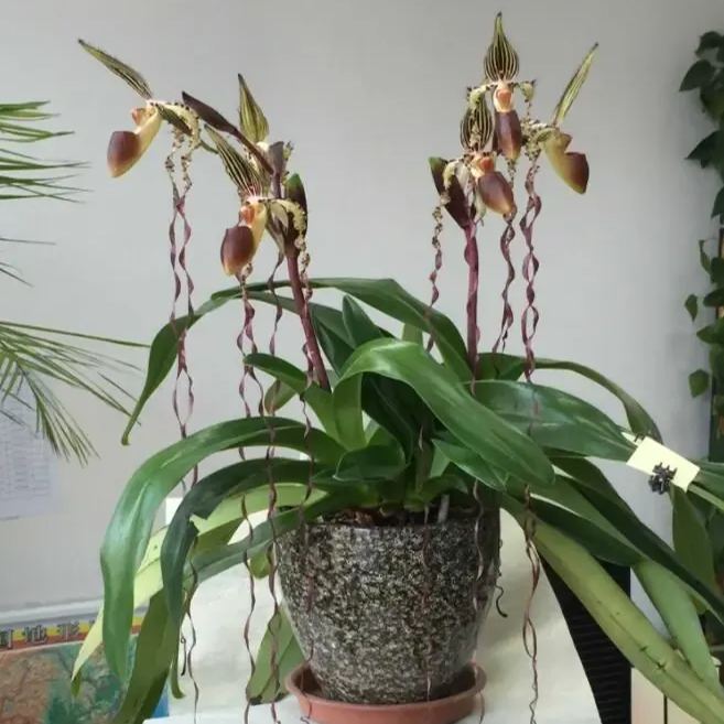 Egrow 20pcs/Bag Sementes Orchid Seeds Rare Flower Orchid Seeds For Home Garden Plants