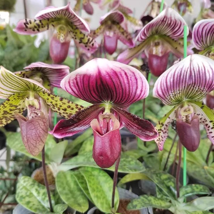 🥳54% OFF🌿Rare Paphiopedilum Seeds Rare Flower Orchid Seeds For Home Garden Plants