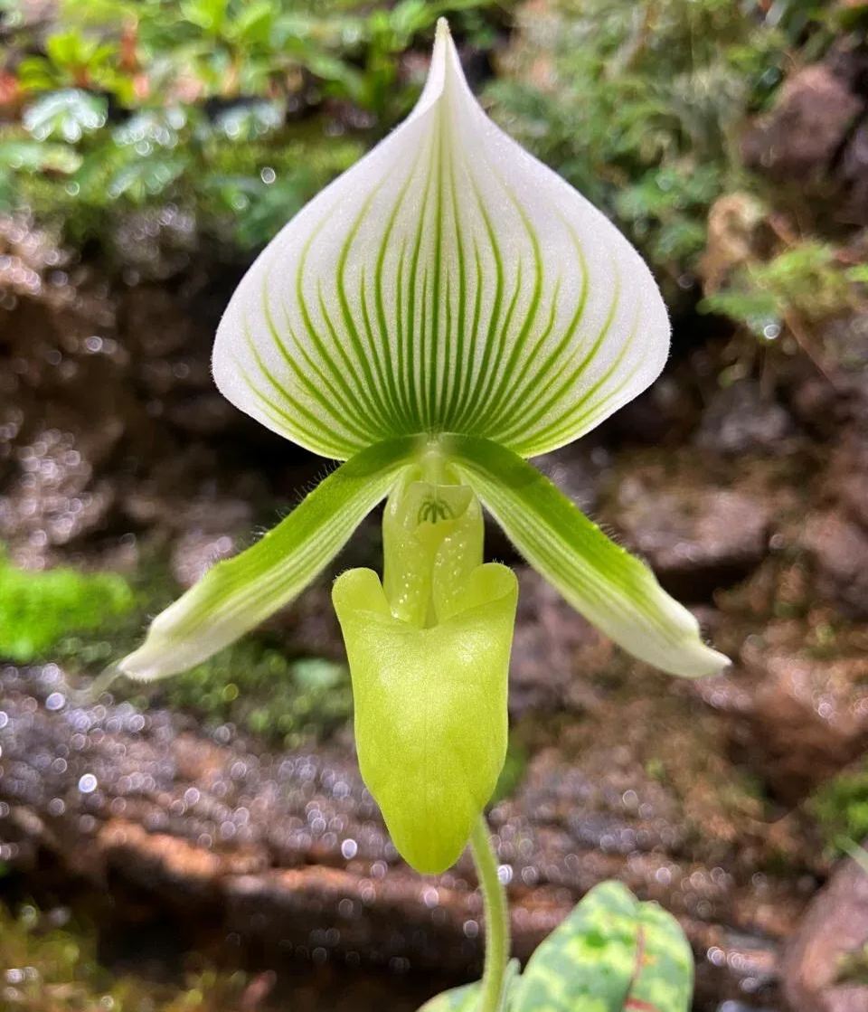 🥳54% OFF🌿Orchid Seeds Rare Flower Orchid Seeds For Home Garden Plants
