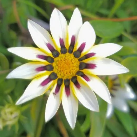 Sunshine Chrysanthemum Seeds