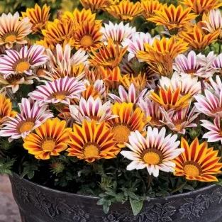 Sunshine Chrysanthemum Seeds