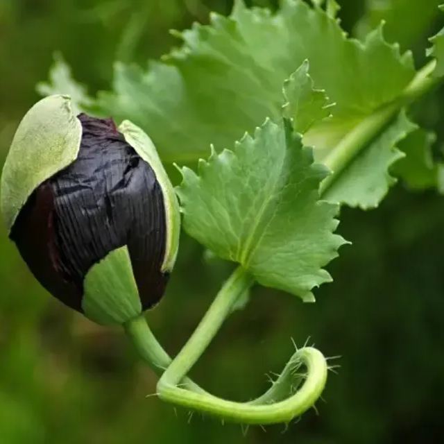 ✨Siberian iris Roots -Black Flowered🌼