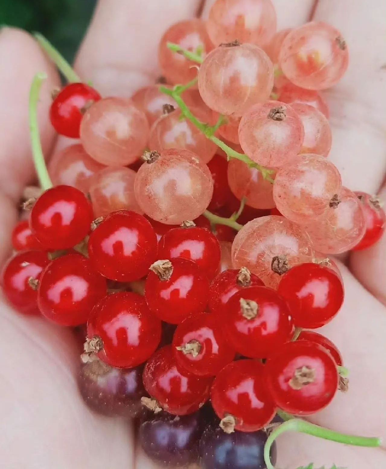 🎆Hot Sale🥂 The  Lantern Shaped Gooseberry Seeds🍒