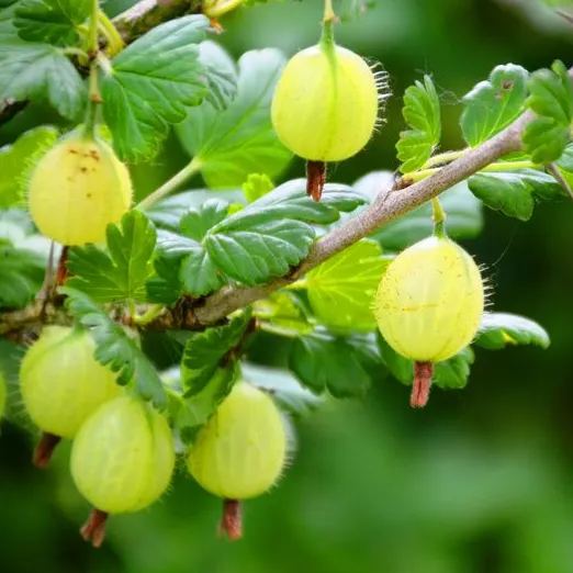 🎆Hot Sale🥂 The  Lantern Shaped Gooseberry Seeds🍒