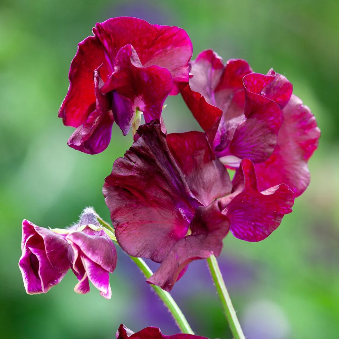 💥Spring Hot Selling🌼Sweet Pea Seeds