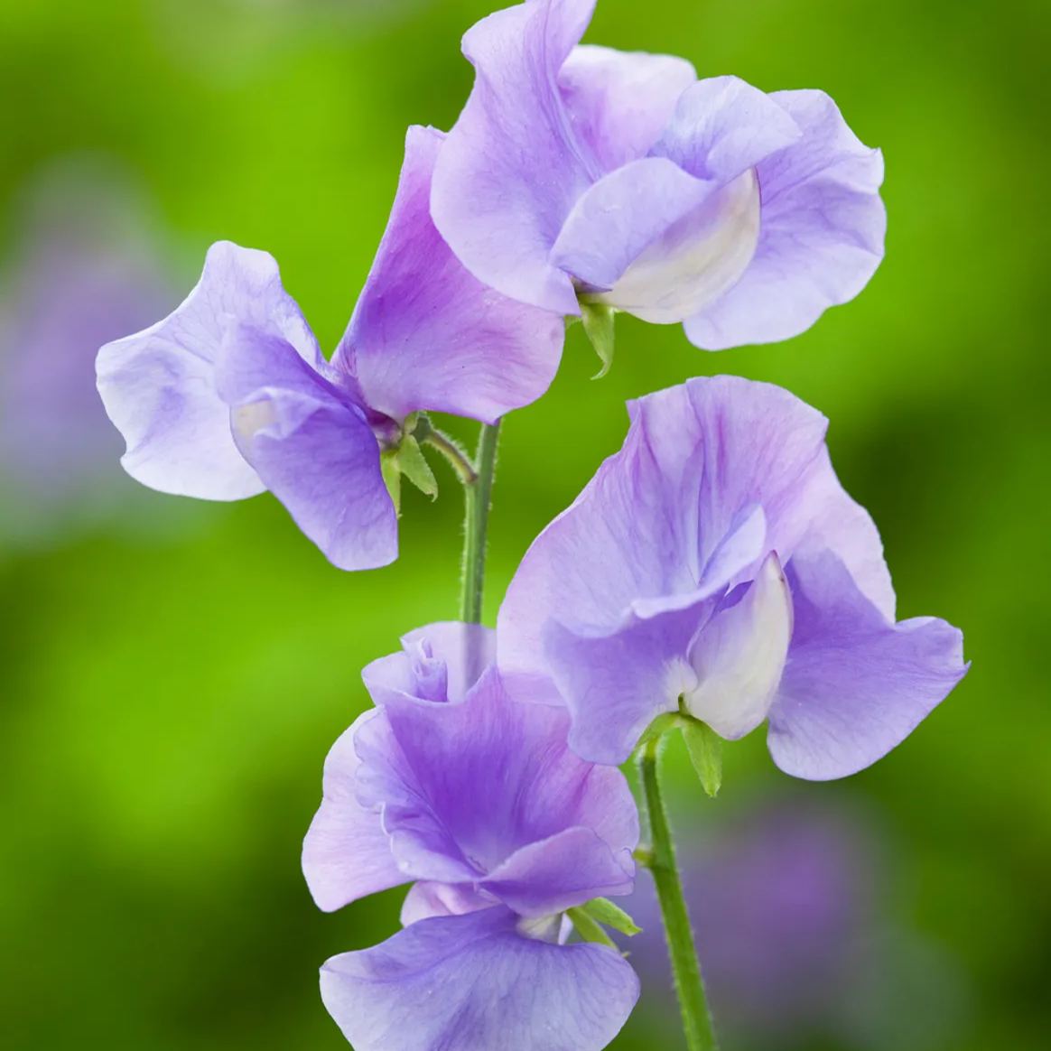 💥Spring Hot Selling🌼Sweet Pea Seeds