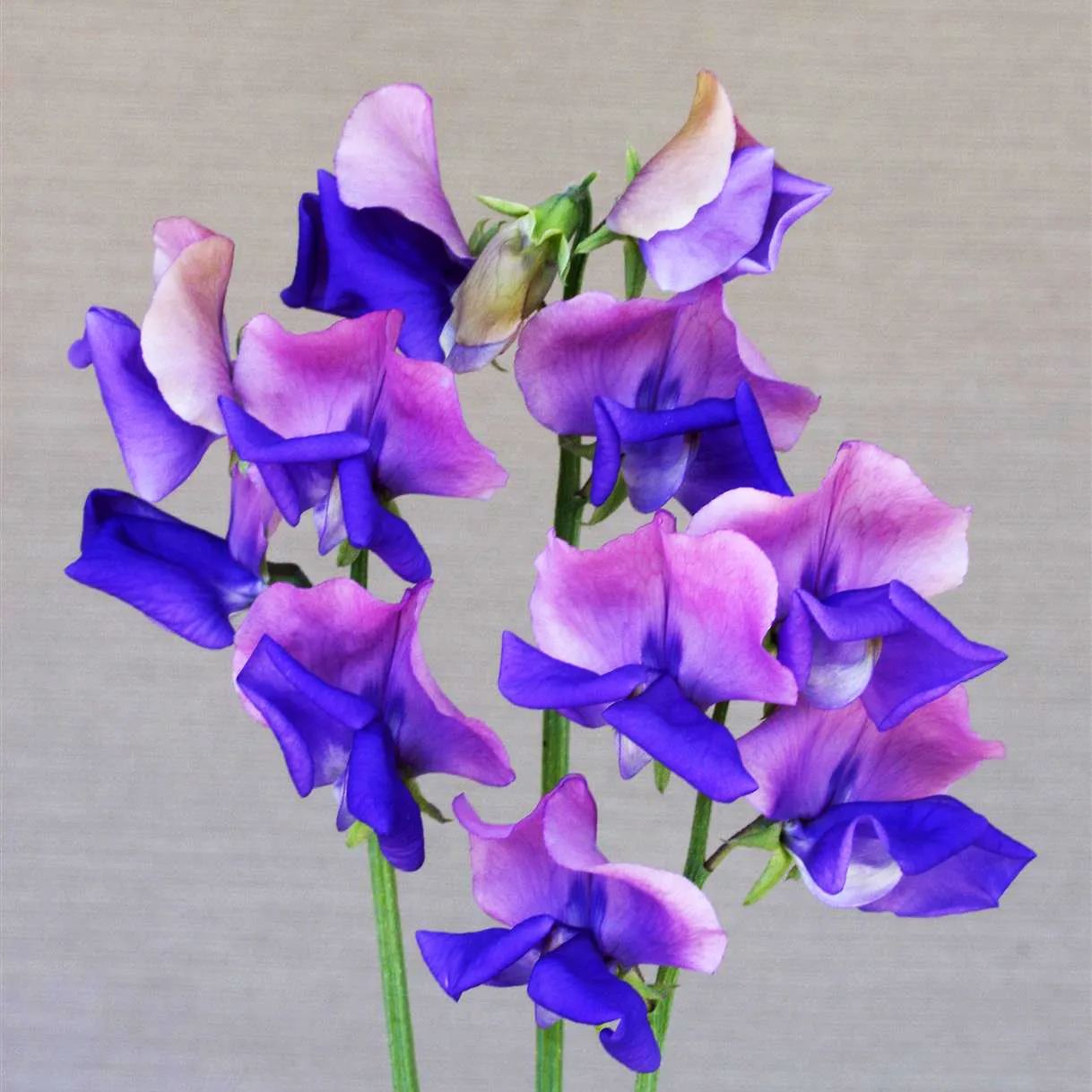 💥Spring Hot Selling🌼Sweet Pea Seeds