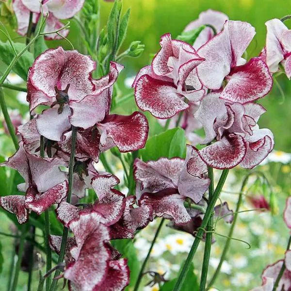 💥Spring Hot Selling🌼Sweet Pea Seeds