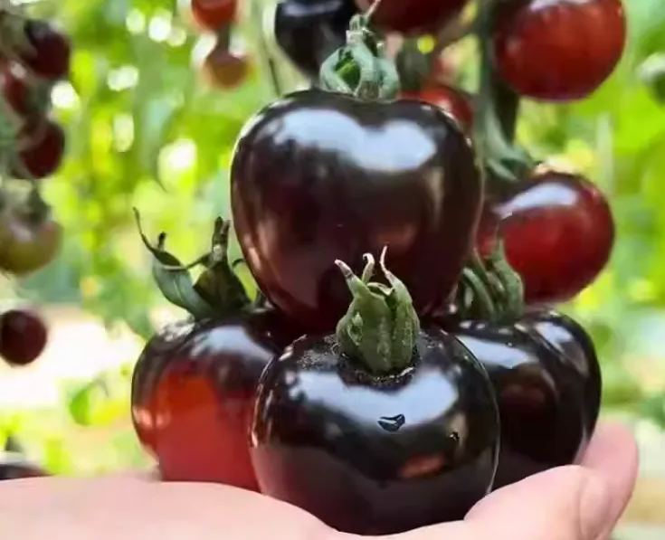 🍬Sugar Bomb-💎Dark Purple Diamond Tomato Seeds🍅