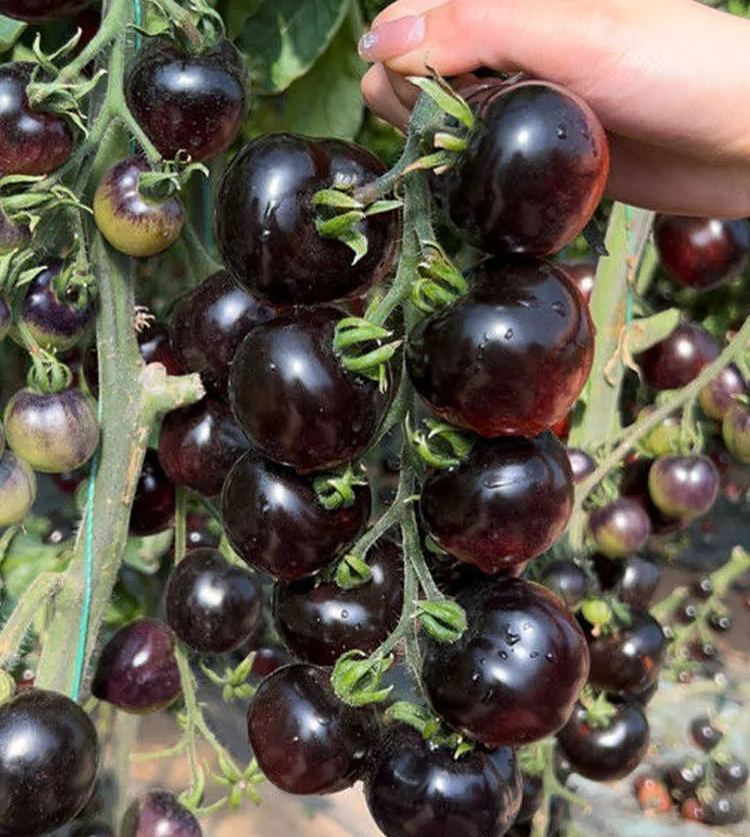 🍬Sugar Bomb-💎Dark Purple Diamond Tomato Seeds🍅