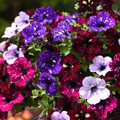 🔥🥰New for Spring🌟Night Sky Petunia