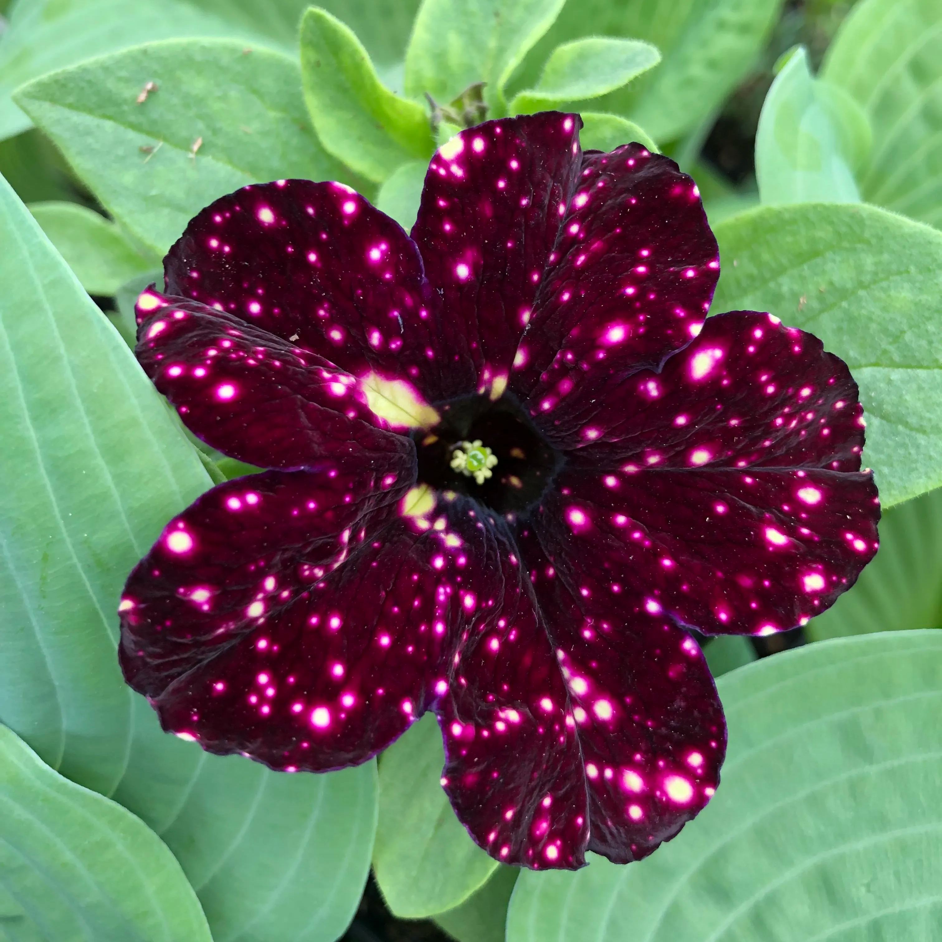 🔥🥰New for Spring🌟Night Sky Petunia