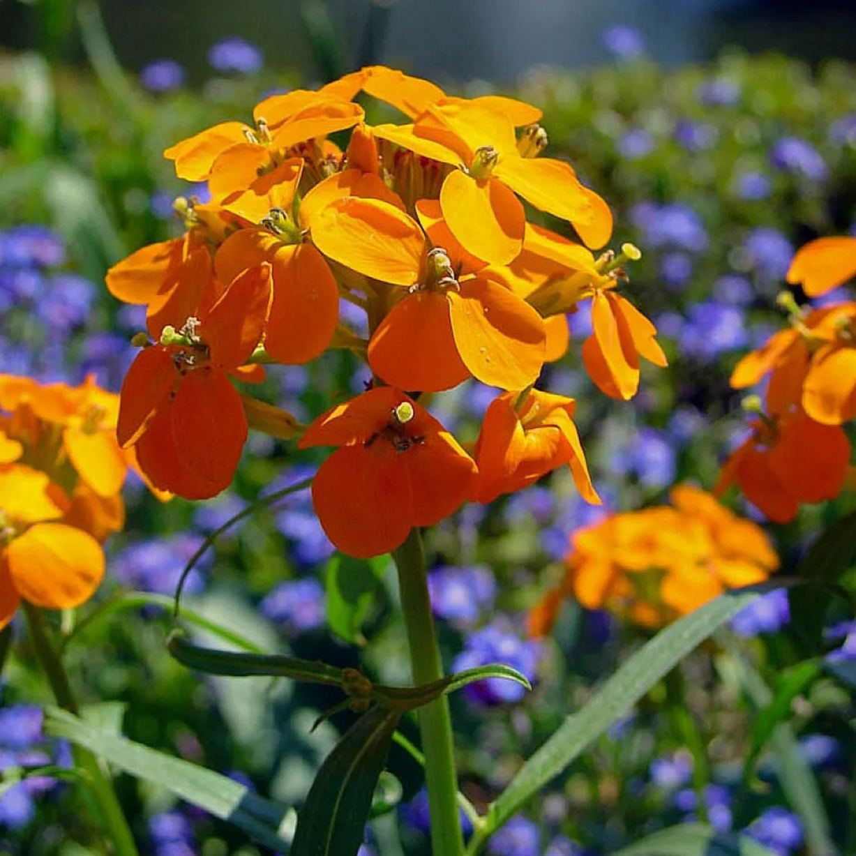 🌞Spring Limited💛💛Exclusive Yellow Wildflower Seed Mix