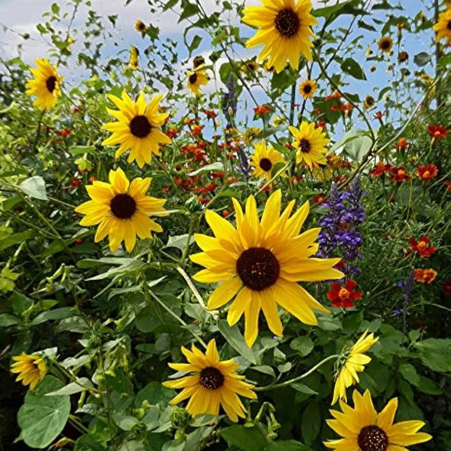 🌞Spring Limited💛💛Exclusive Yellow Wildflower Seed Mix