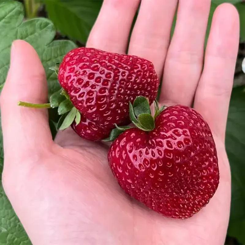 🥰New Variety✨🍓Black Pearl Strawberry Seeds