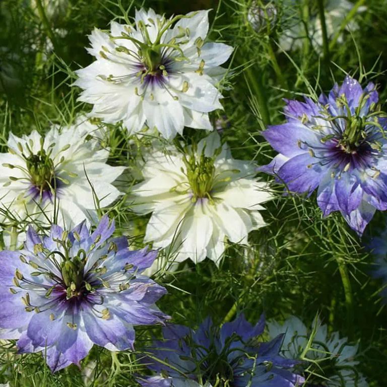 Love in a Mist Seeds - Miss Jekyll Double Mix