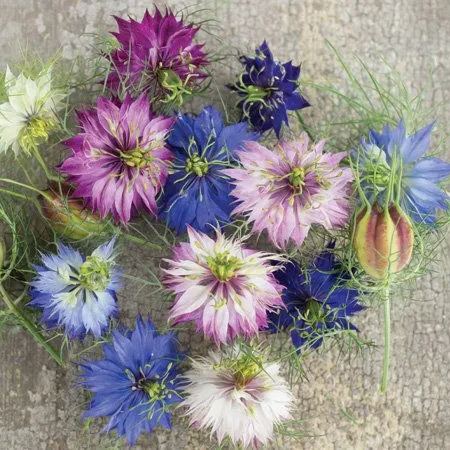 Love in a Mist Seeds - Miss Jekyll Double Mix