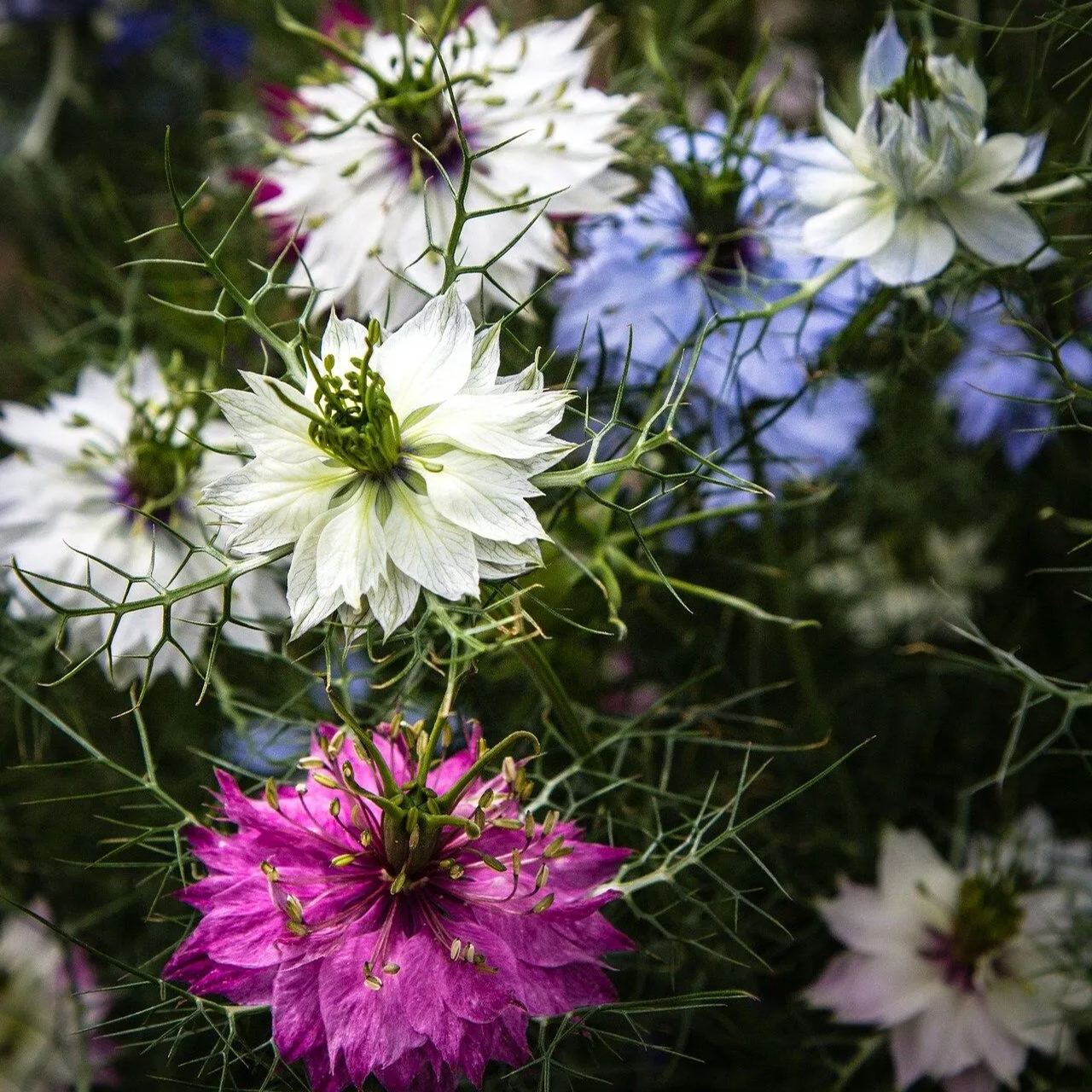 Love in a Mist Seeds - Miss Jekyll Double Mix