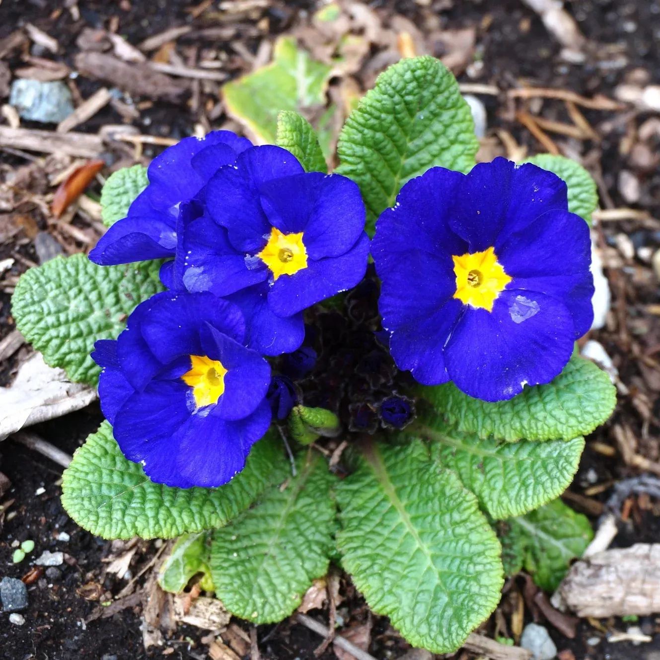 ✨Spring Hot Sale💙💙Blue English Primrose Seeds