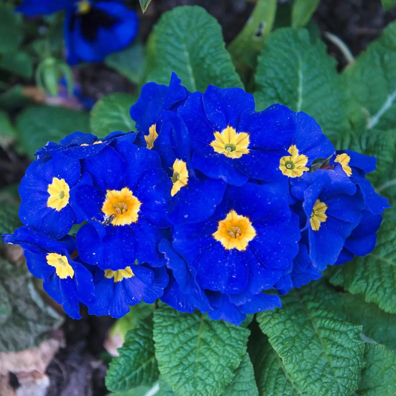 ✨Spring Hot Sale💙💙Blue English Primrose Seeds