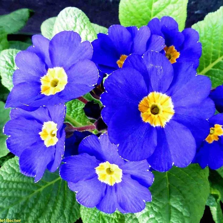 ✨Spring Hot Sale💙💙Blue English Primrose Seeds
