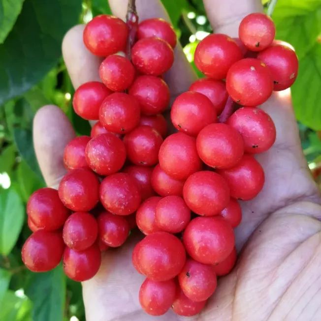 🎇Spring Delicacies-Pearl Fruit Seeds🍇