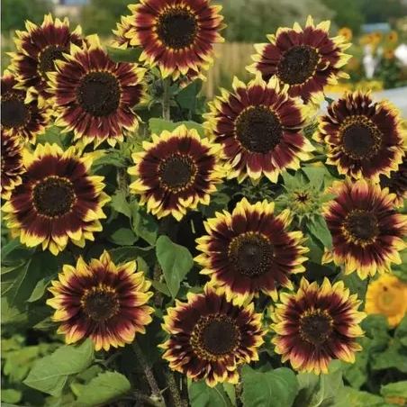 🌻2024 Spring New✨Floren Sunflower Seeds
