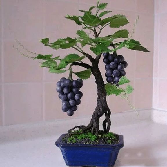 Miniature Grape Vine Seeds