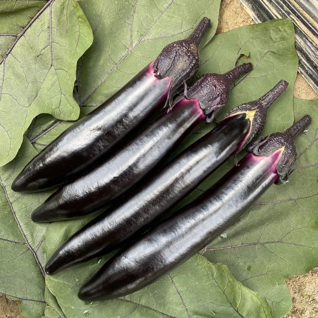 Black Long Eggplant Seeds